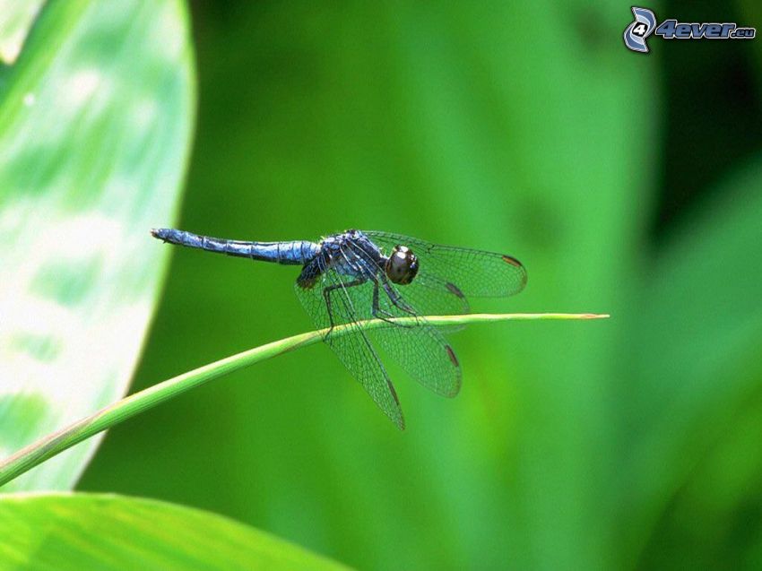 dragonfly, blade
