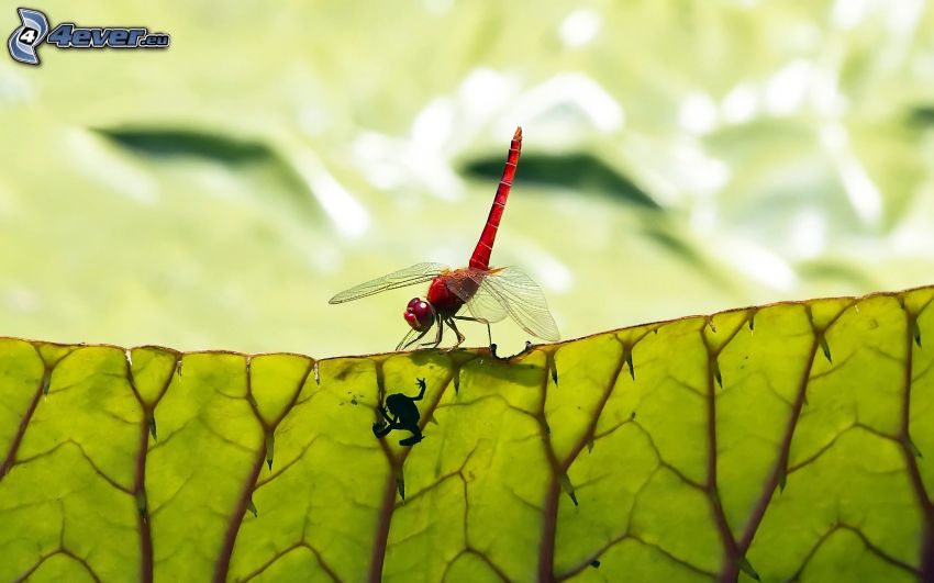 dragonfly, frog