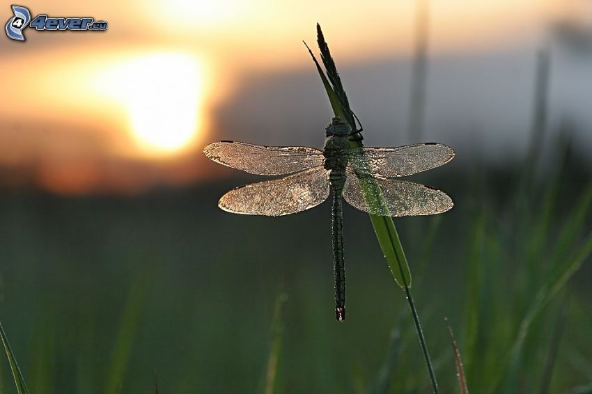dragonfly, grass