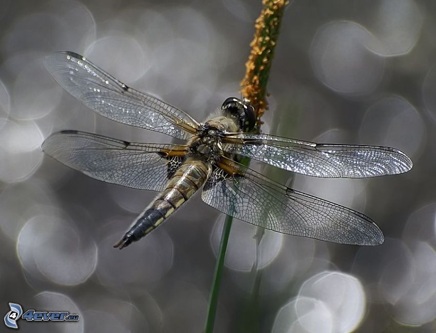 dragonfly, herb