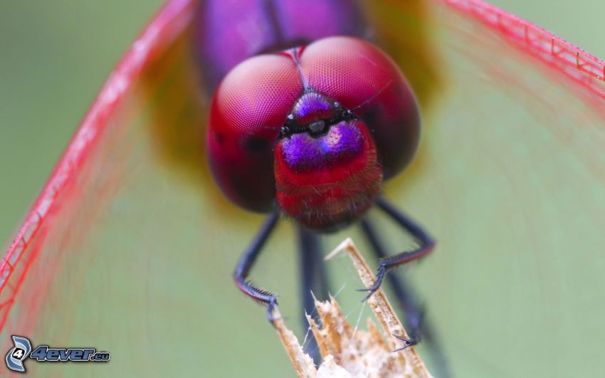dragonfly, insects