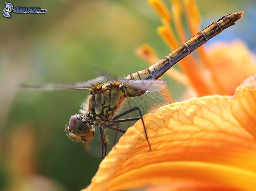 dragonfly, leaf, orange flower, macro