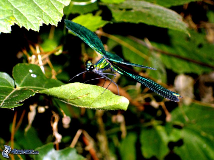 dragonfly, leaves