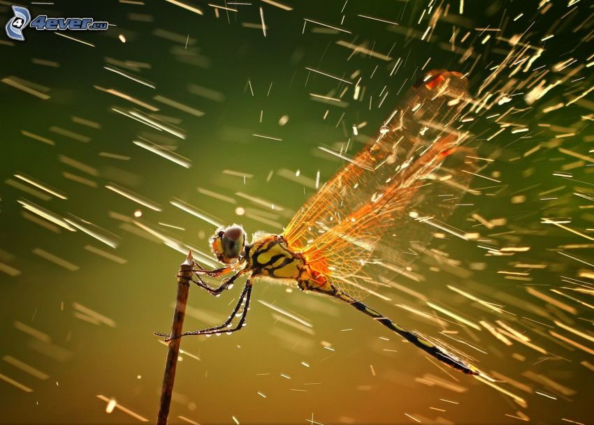 dragonfly, rain