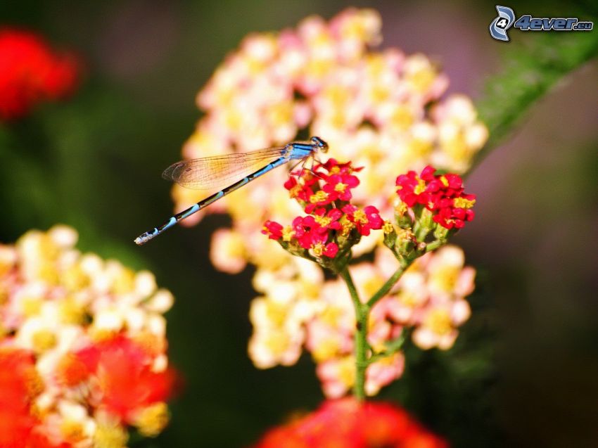 dragonfly, red flower