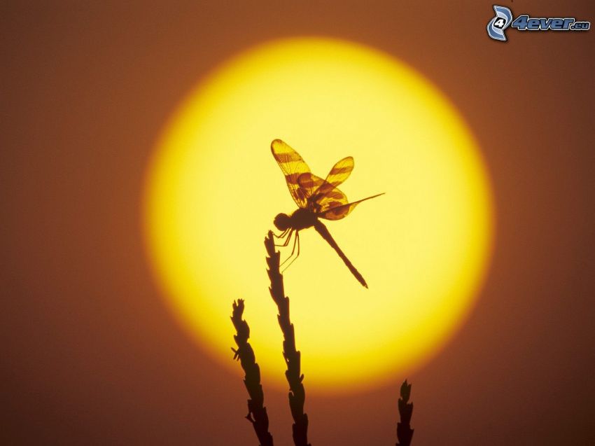 dragonfly, silhouette, grass, sun