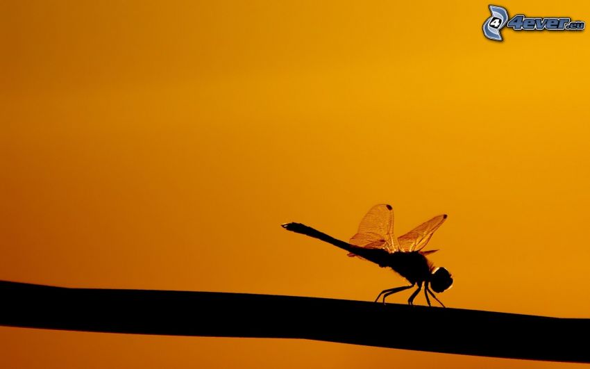 dragonfly, silhouette