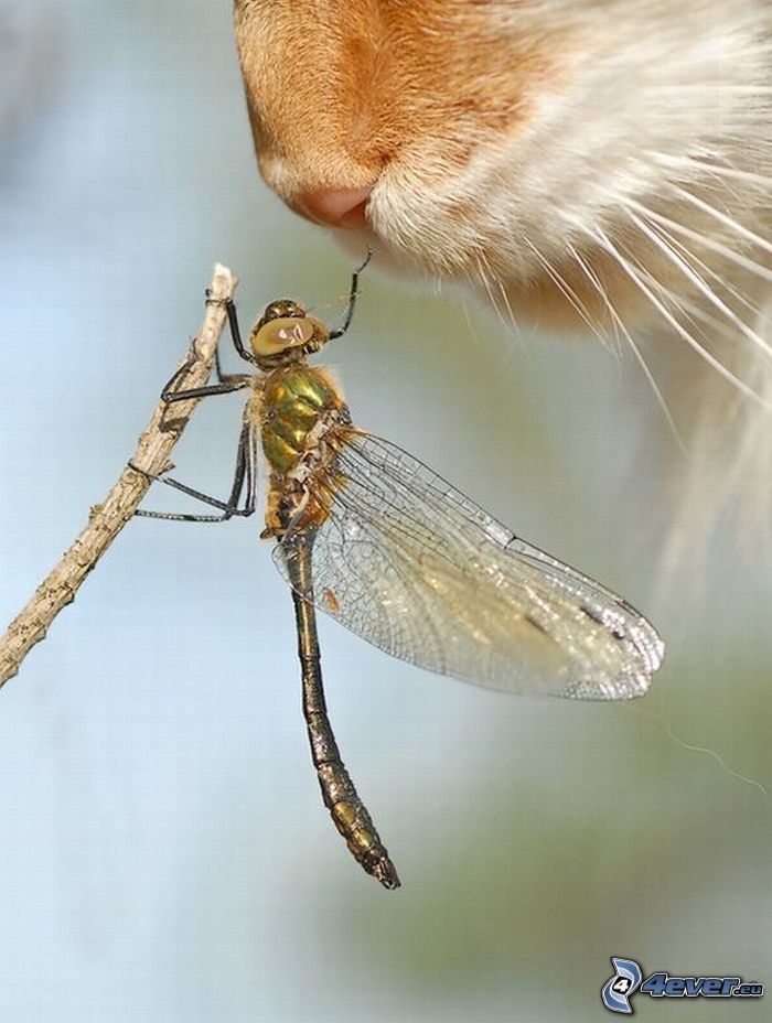 dragonfly, snout, whiskers, cat