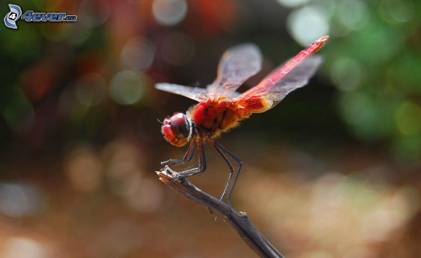 dragonfly, twig