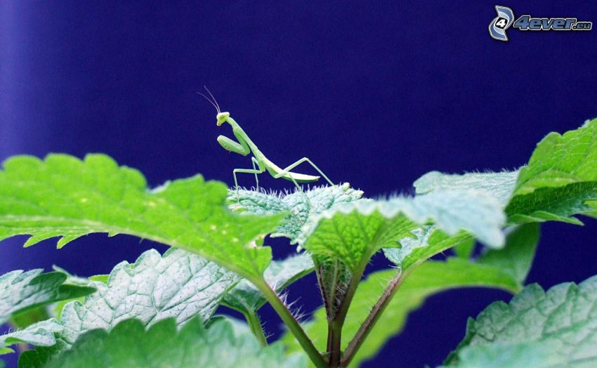 european mantis, herb