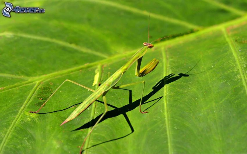 european mantis, leaf