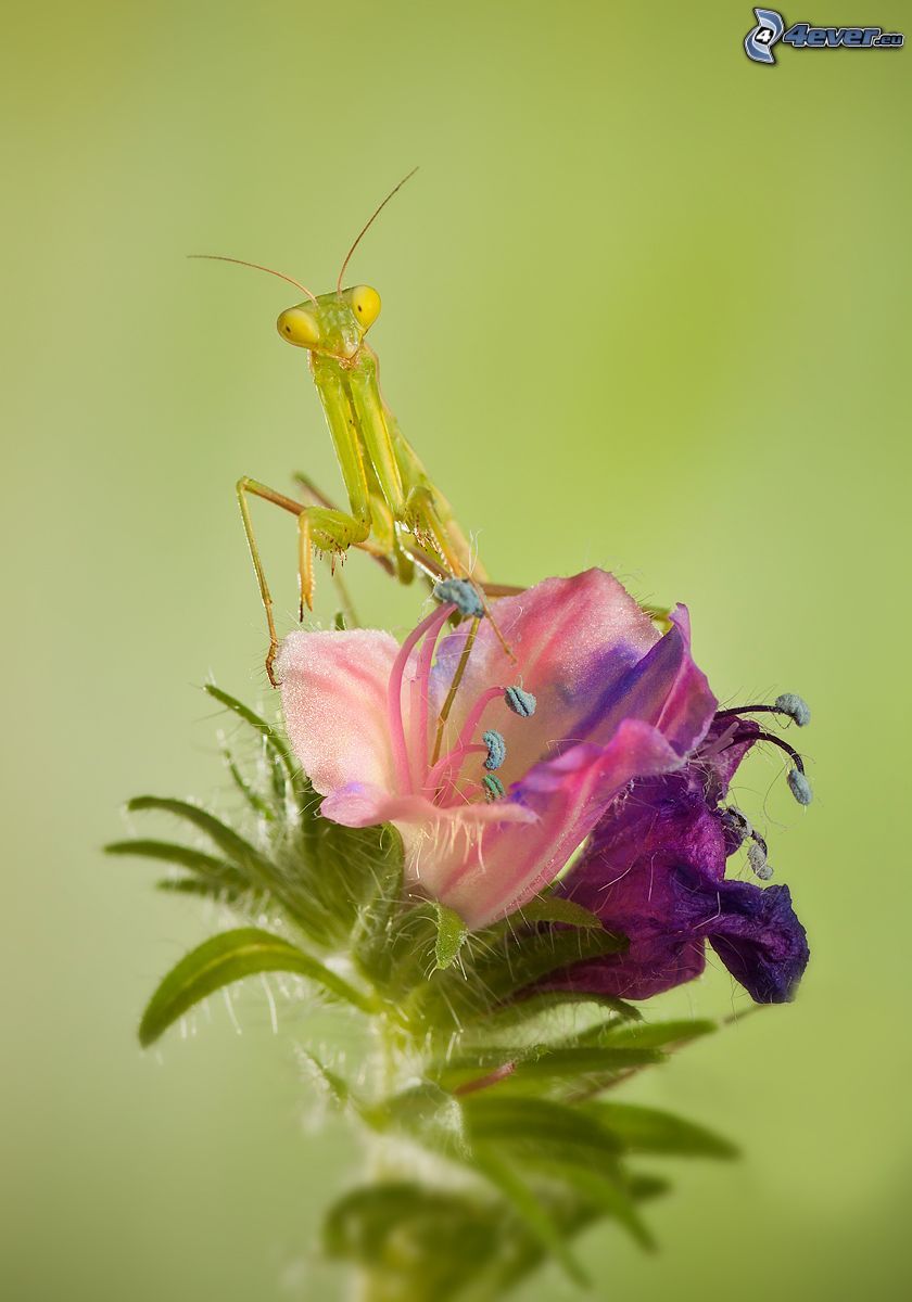 european mantis, purple flower