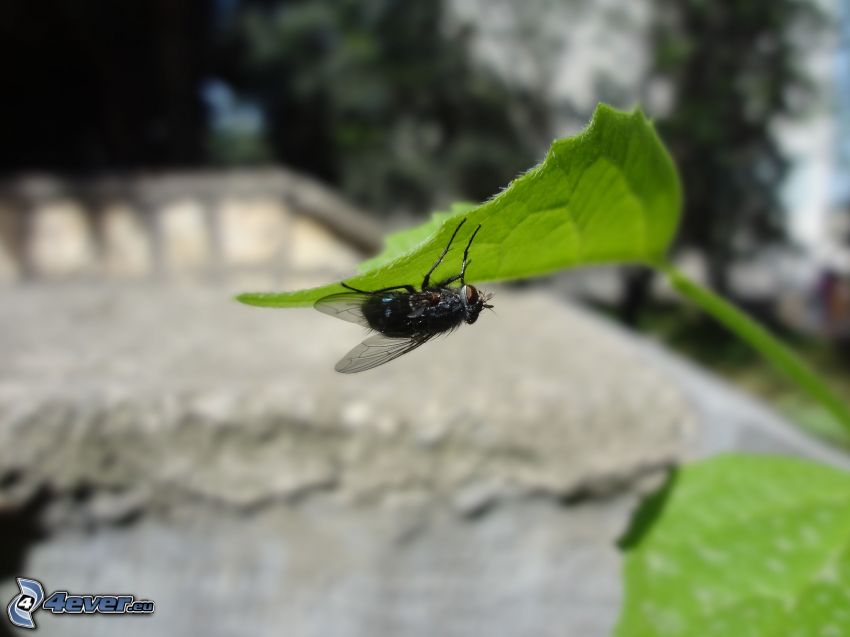 fly, green leaf, macro