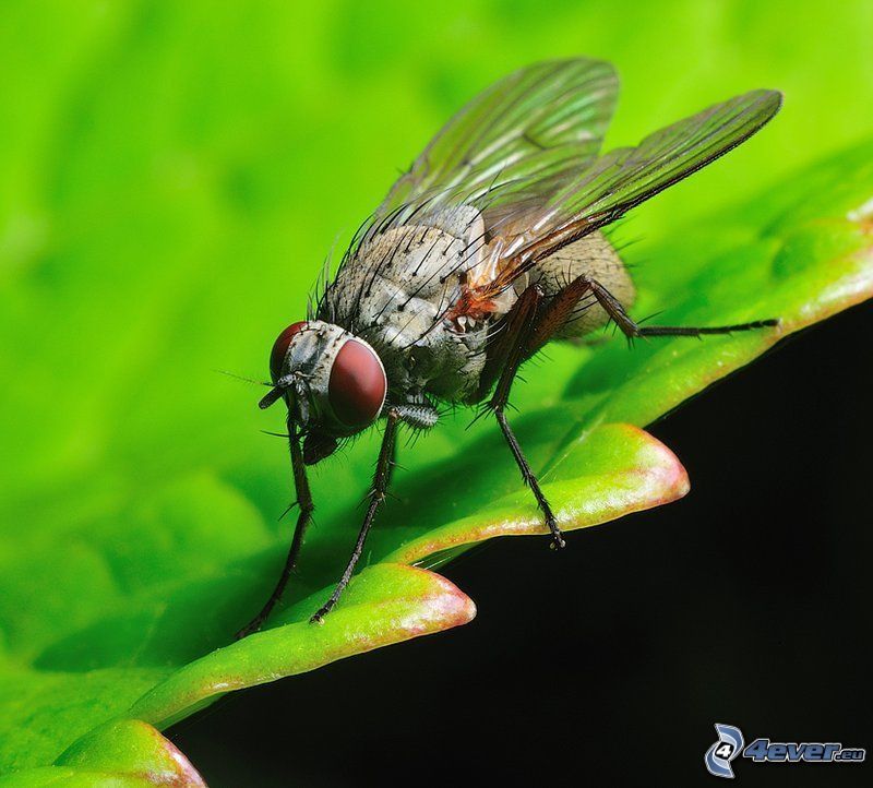 fly, leaf, insects
