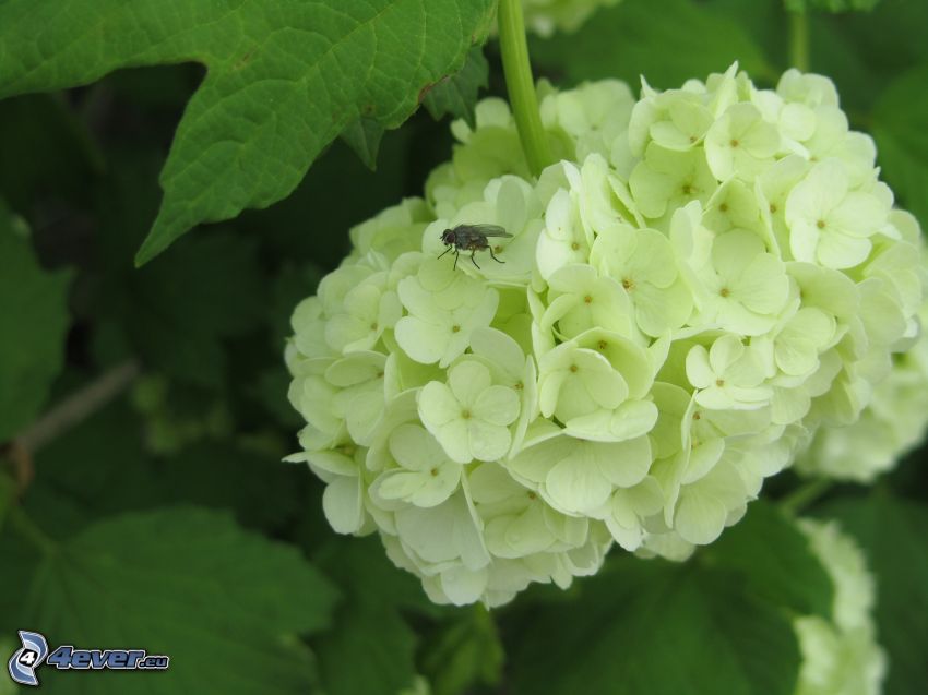 fly, white flower
