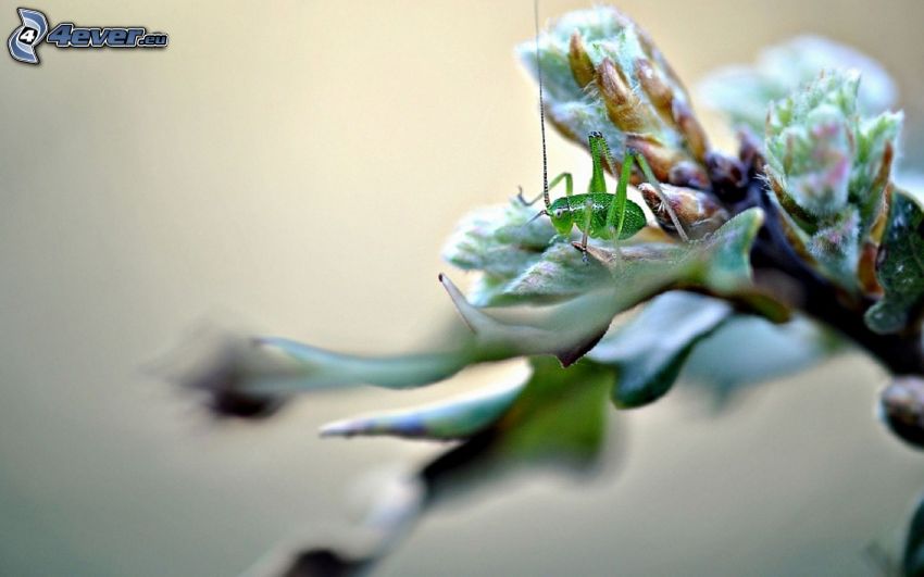 grasshopper, flower
