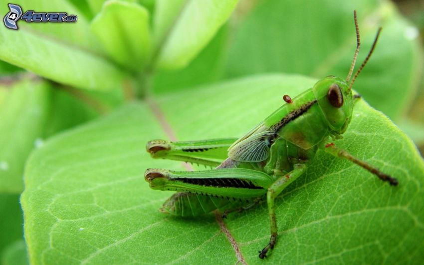 grasshopper, leaf
