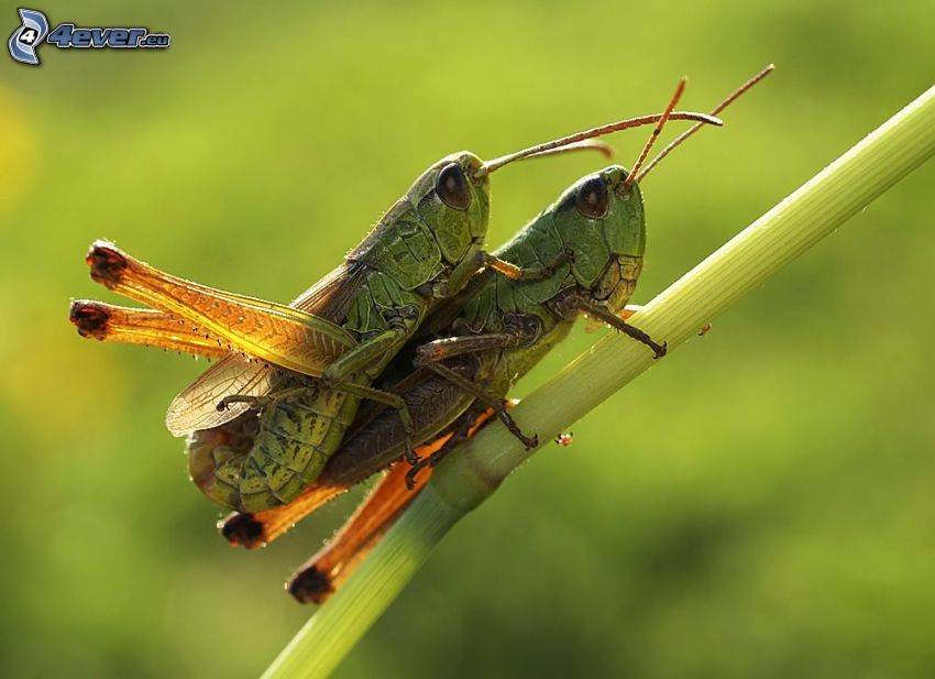 grasshopper, mating, blade