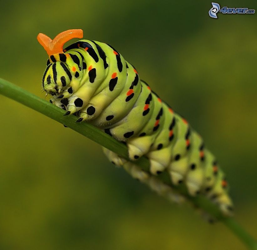 green caterpillar, blade