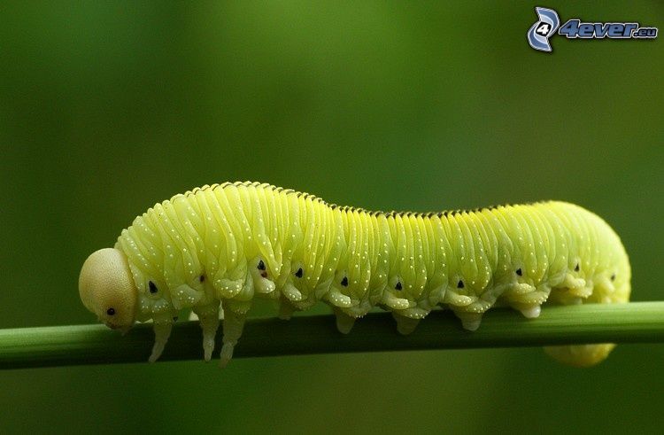 green caterpillar, insects