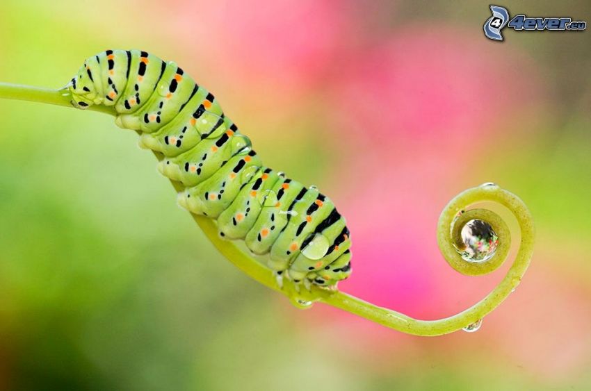 green caterpillar, stem