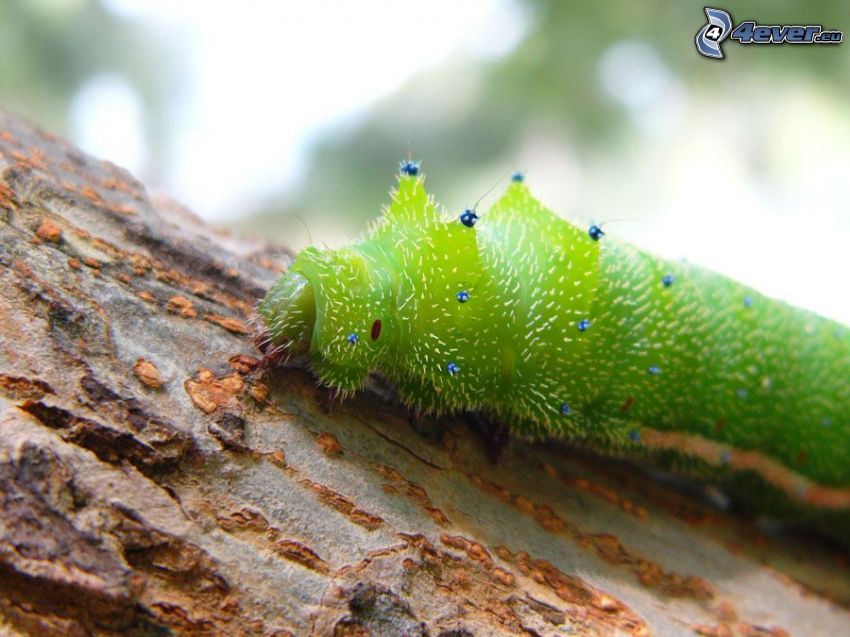 green caterpillar, tree bark