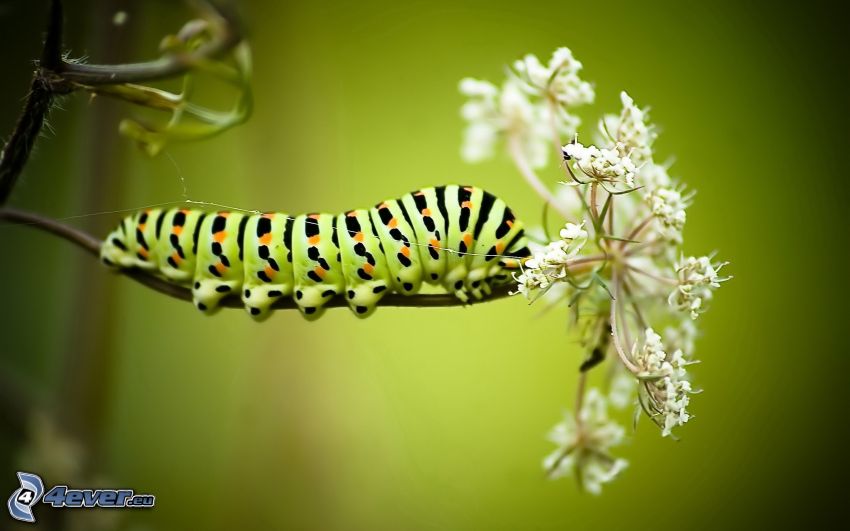 green caterpillar, white flower