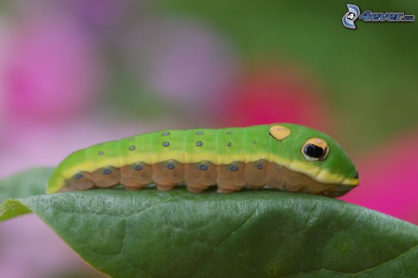 green caterpillar
