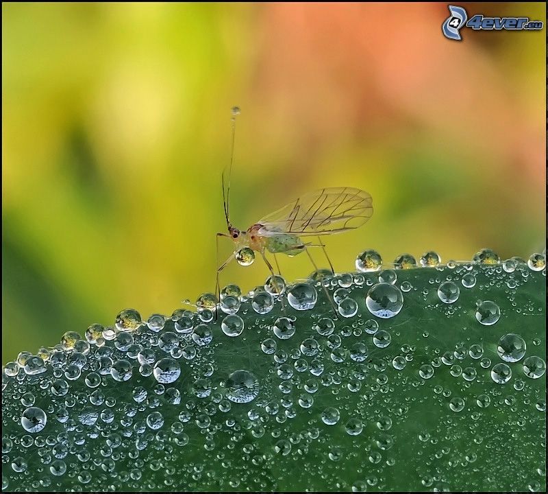 insects, drops of water, leaf