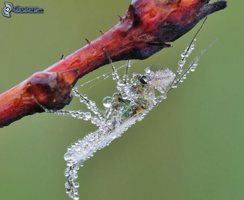 insects, drops of water, plant