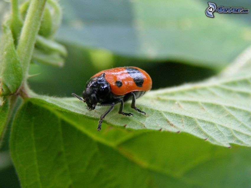 ladybug, beetle, leaf