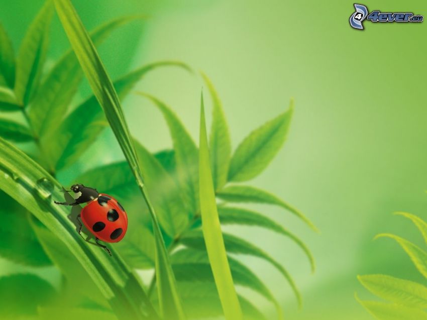 ladybug, blade of grass