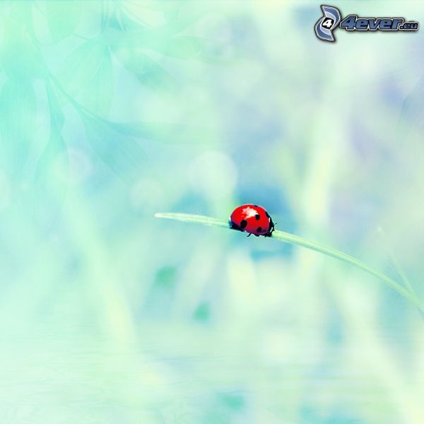 ladybug, blade of grass