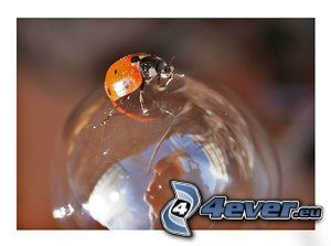 ladybug, bubbles