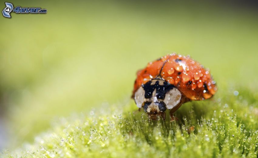 ladybug, dewdrops, moss, macro