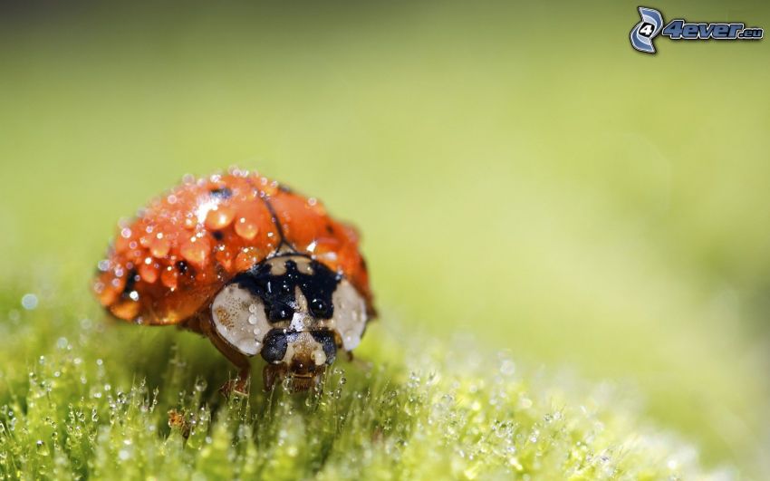 ladybug, drops of water