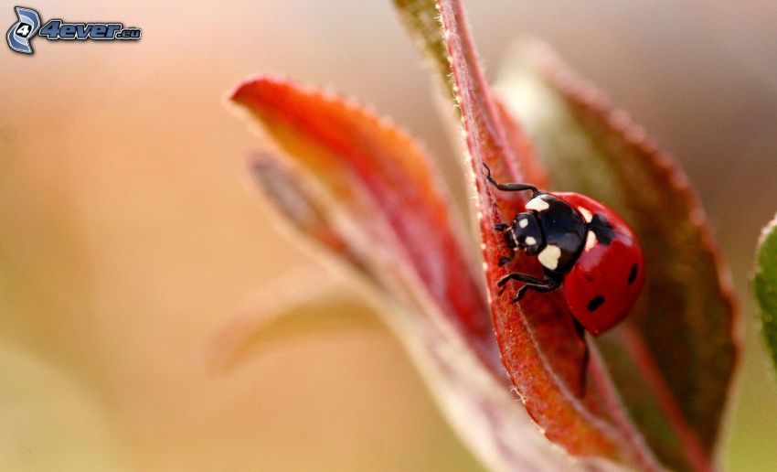 ladybug, flower