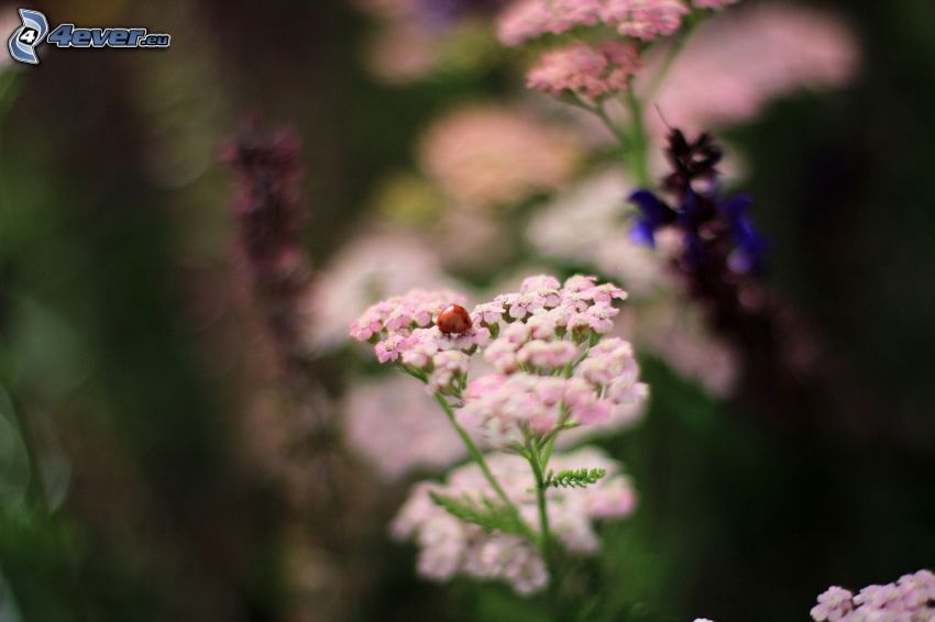 ladybug, flowers