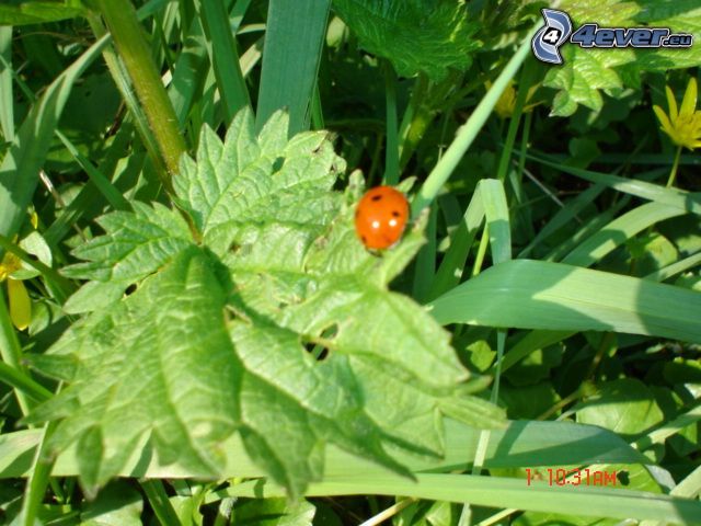 ladybug, grass