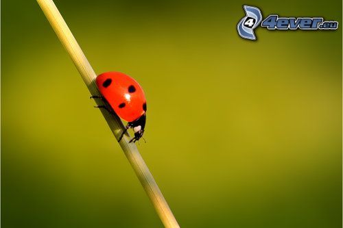 ladybug, grass
