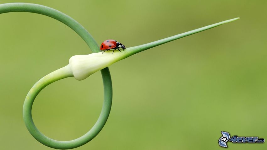 ladybug, herb