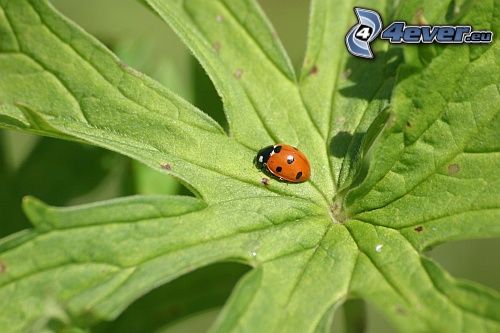 ladybug, leaf, animal, nature
