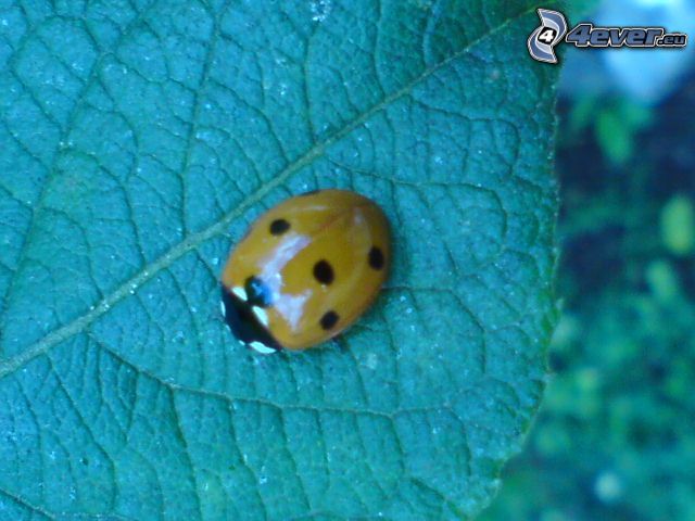 ladybug, leaf