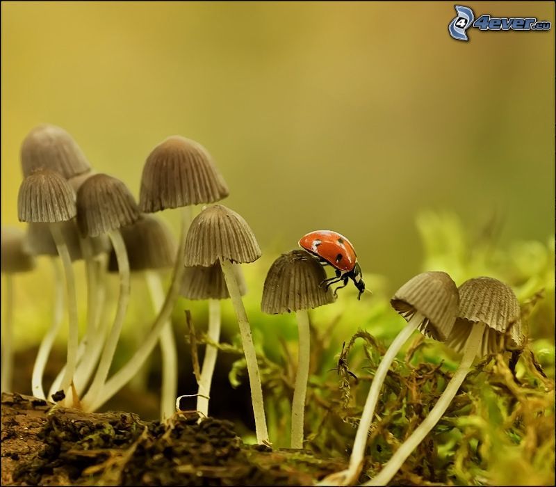 ladybug, mushrooms