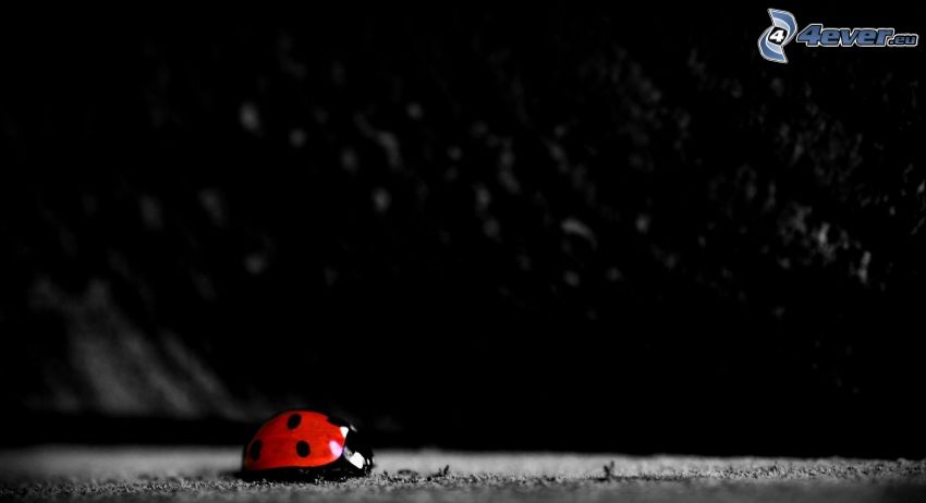 ladybug, Photoshop