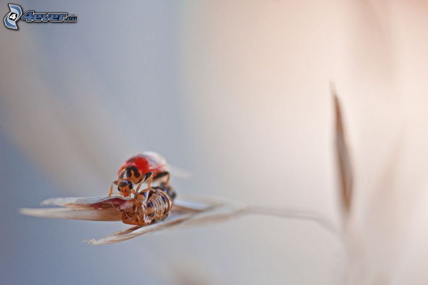 ladybug, plant, macro