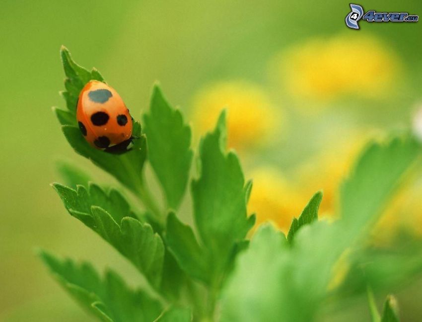 ladybug, plant