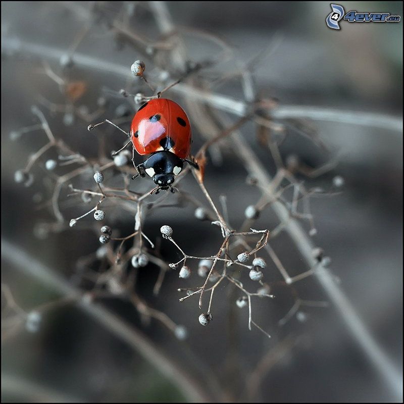 ladybug, plant