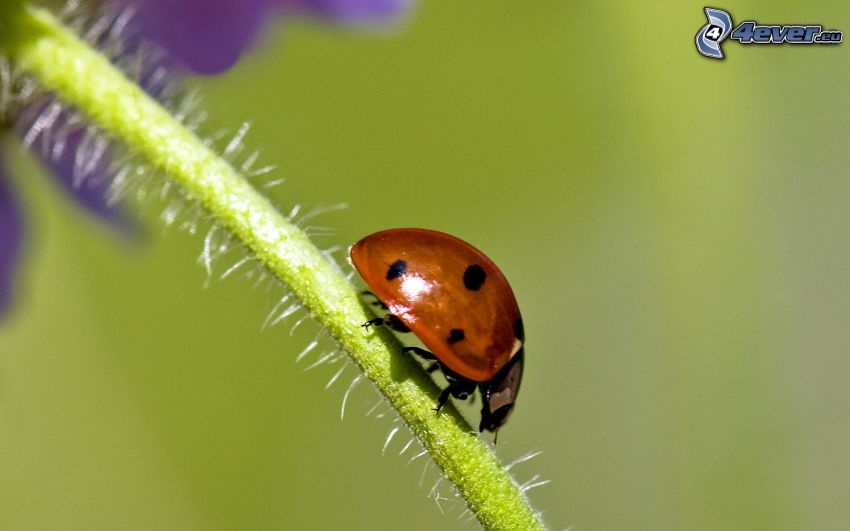 ladybug, stem, macro