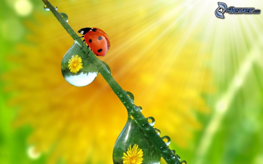 ladybug, sunbeams, stem